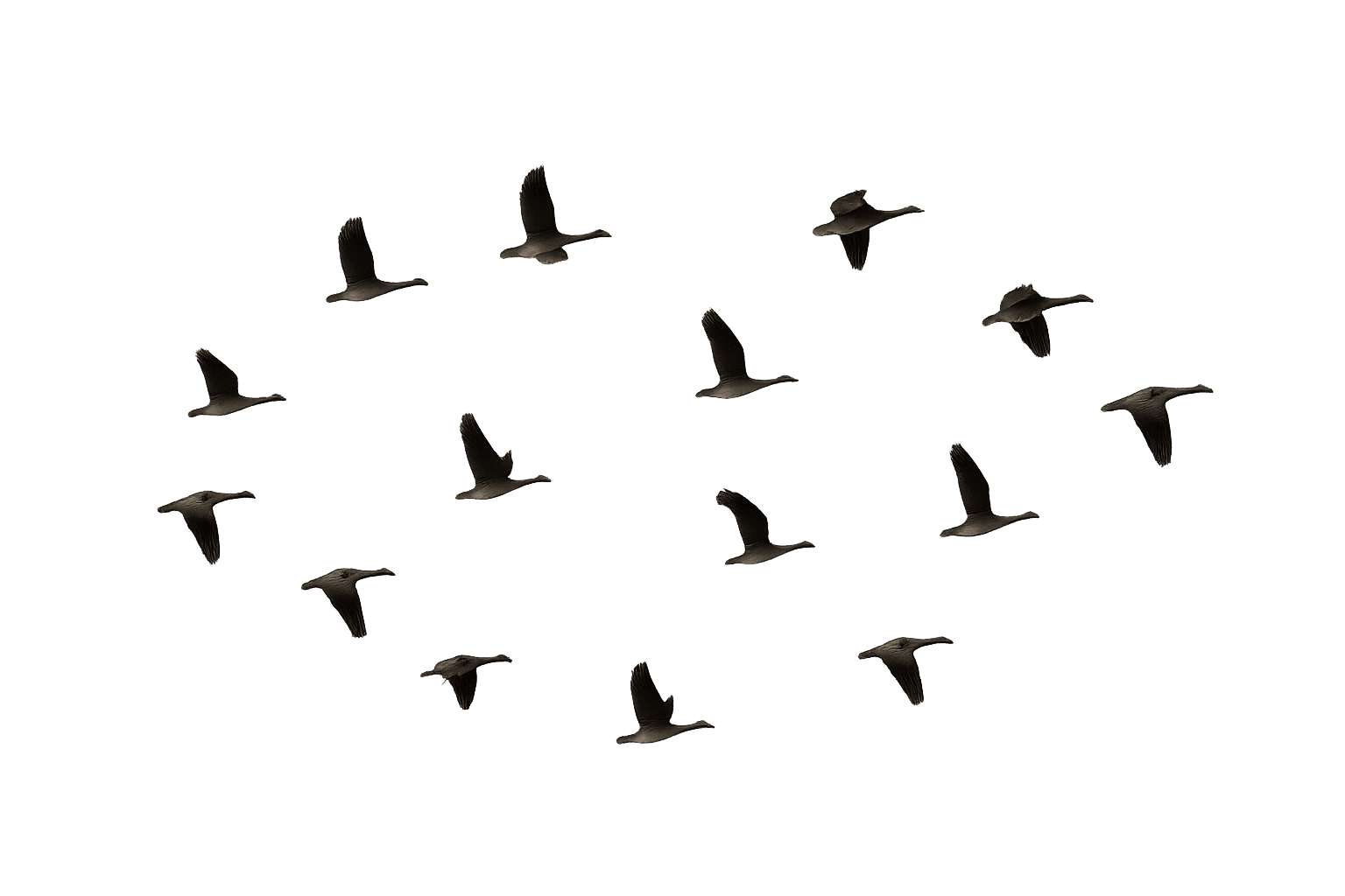 Flying birds